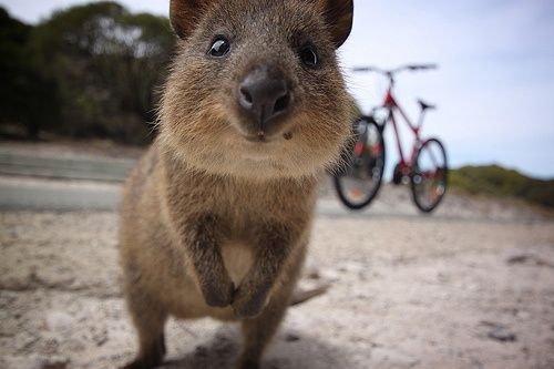 Quokka