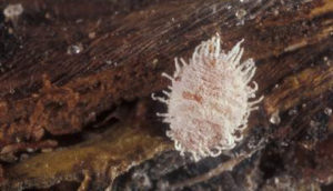 Dysmicoccus_brevipes_03