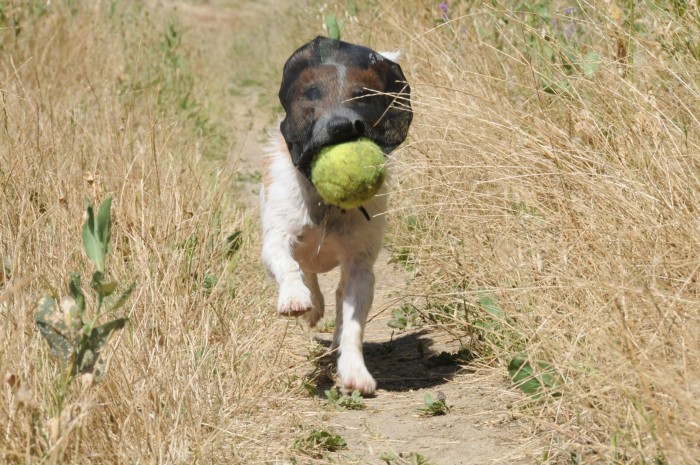 June17OutfoxFieldGuard60(1)