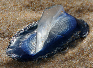 Velella Velella