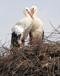 ed89b0f1992df88cab51