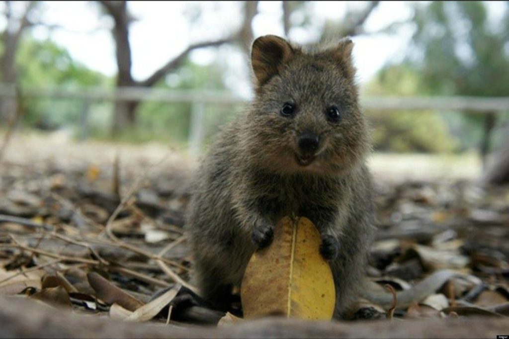 o-QUOKKA-HAPPIEST-ANIMAL-facebook