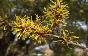witch-hazel_plant