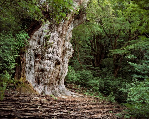 World's Oldest trees