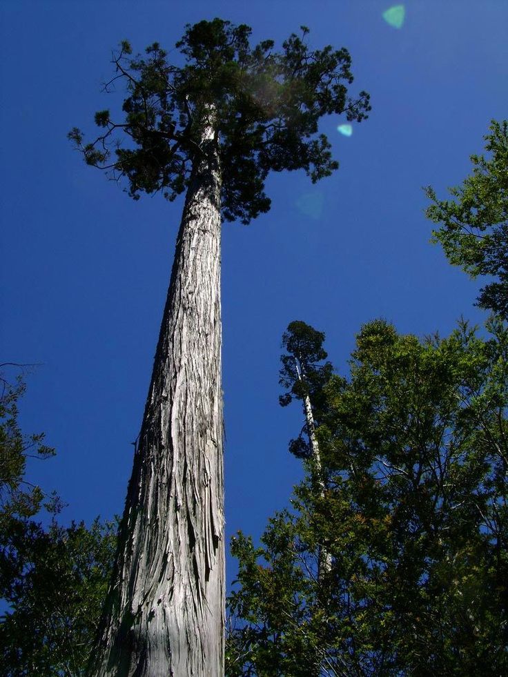 World's oldest trees