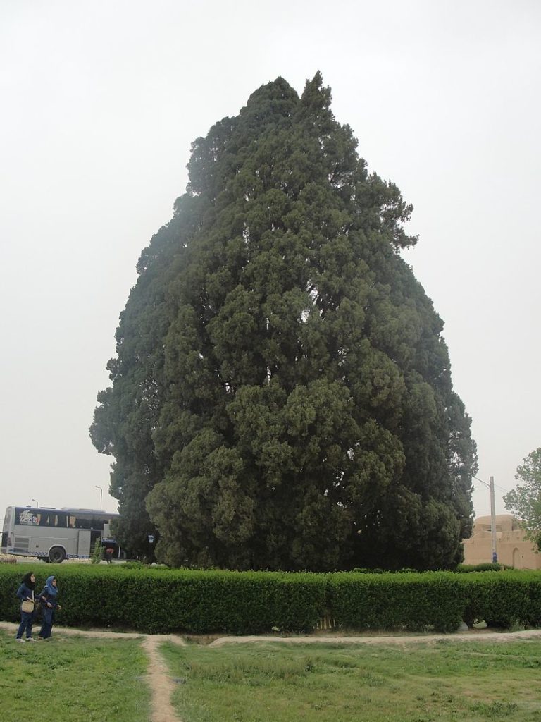 World's Oldest trees