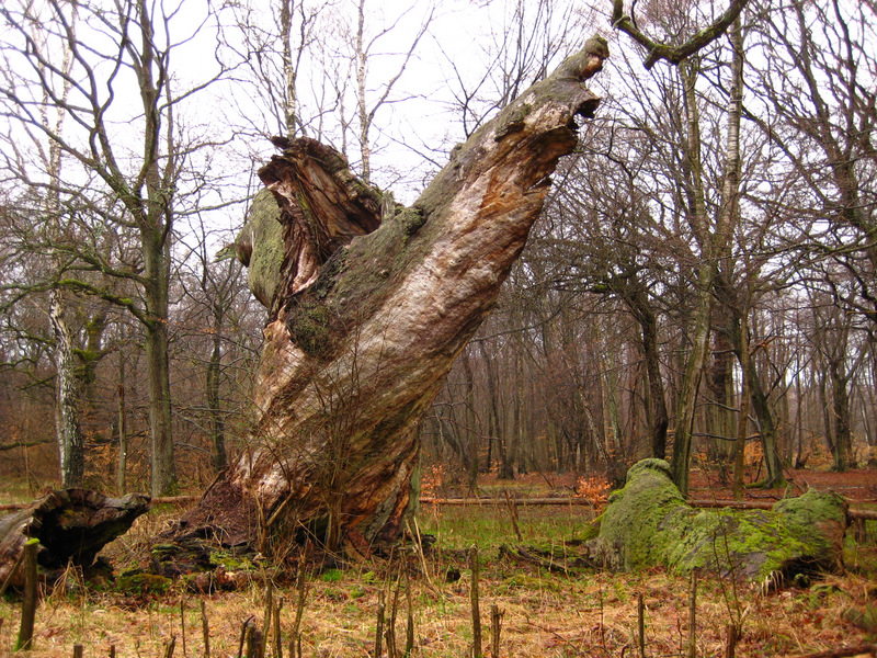 World's Oldest Trees