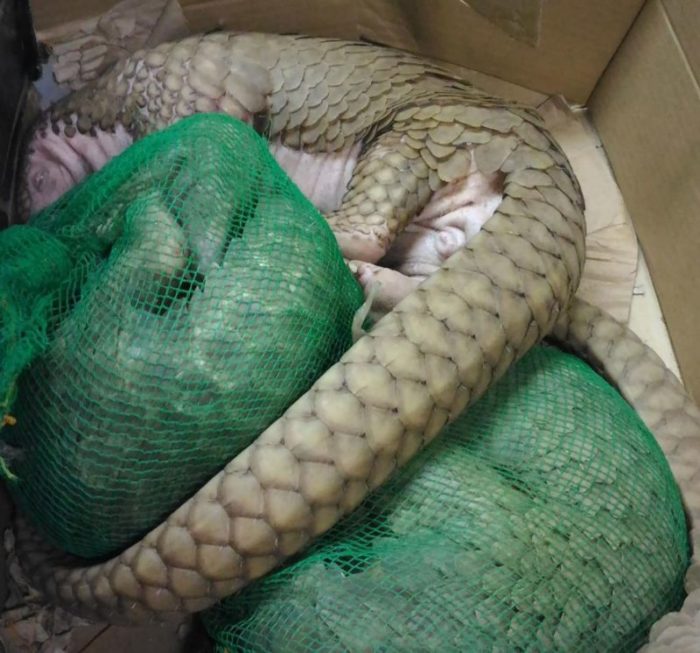 7 Endangered Animals Rescued 