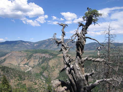 World's Oldest trees