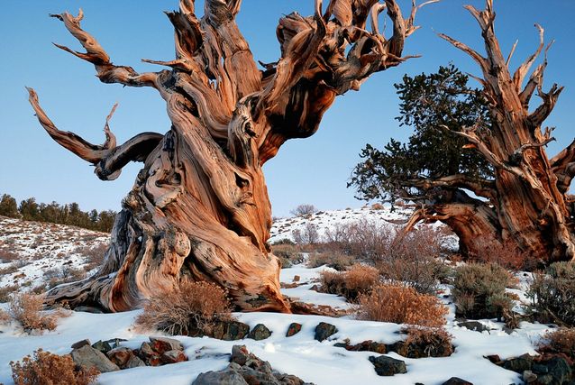 World's Oldest Trees