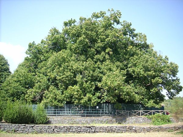 World's Oldest trees