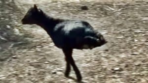 goat no hind legs