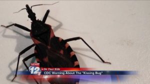 kissing bug disease