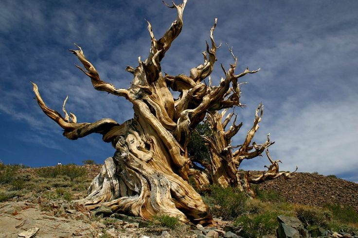 methuselah-tree-in-california-the-original-picture