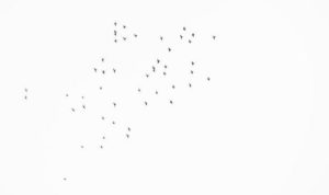 49 Fluttering Birds Captured Above During Candlelight Vigil