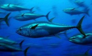 tuna