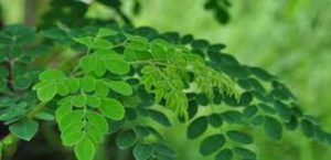 Top five herbal plants