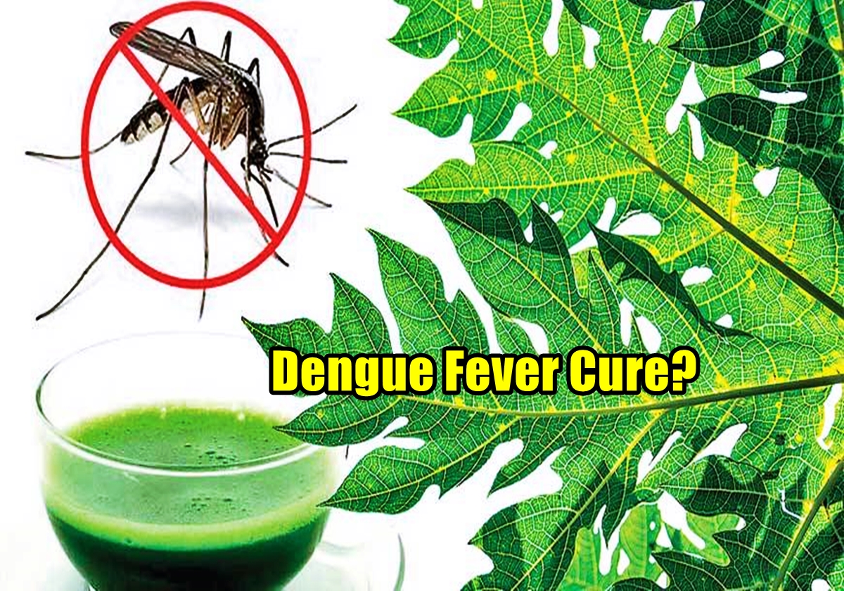 Dengue Fever Cure