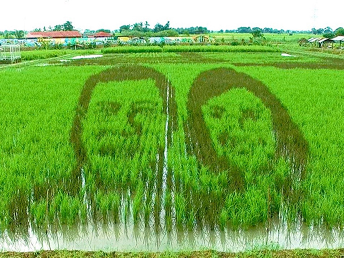 Rice paddy art