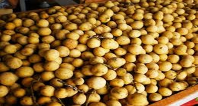 Health benefits of Lanzones