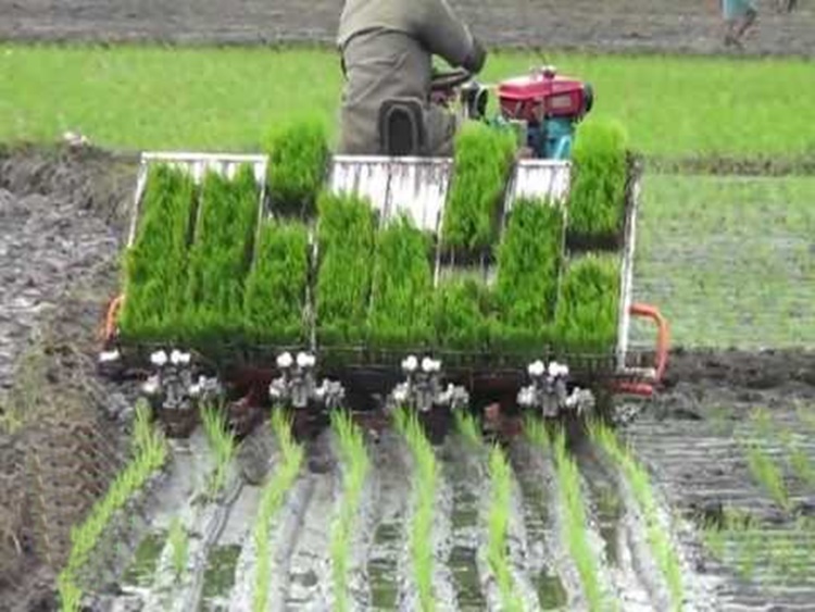 Mechanized Rice Farmer