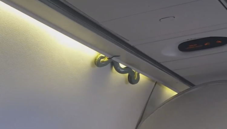  Real-life snake on a plane 