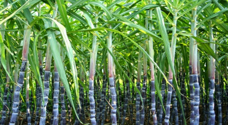 sugarcane plantation