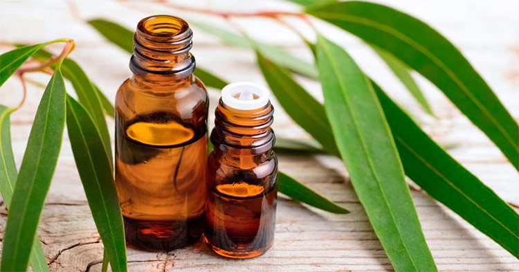 Eucalyptus Oil