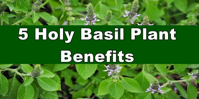 Holy Basil Benefits Excellent Benefits You Can Get From Holy Basil