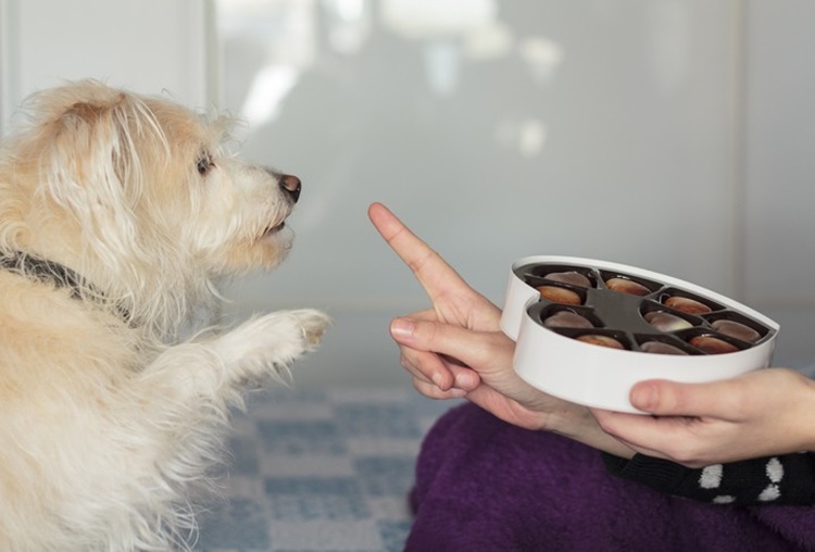 Dangerous Foods For Dogs | NewsFeed