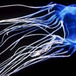 Irukandji jellyfish