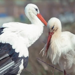 Stork - Klepetan Malena