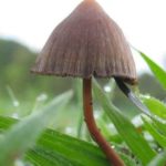 Magic Mushroom