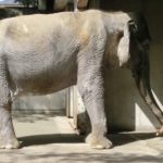 World's Saddest Elephant