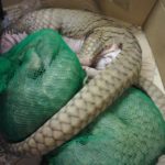 7 Endangered Animals Rescued