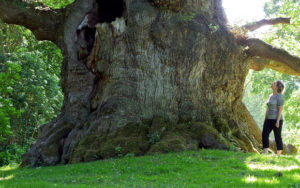 World's Oldest trees