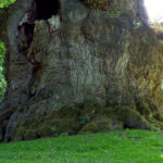 World's Oldest trees