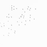 49 Fluttering Birds Captured Above During Candlelight Vigil