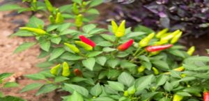 CAPSICUM FRUTESCENS