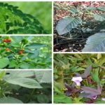 Top five herbal plants