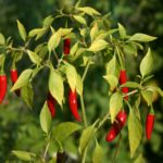 chili pepper