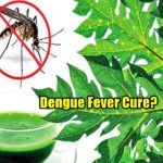 Dengue Fever Cure