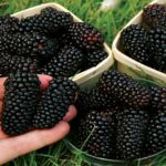 Blackberry fruits health benefits