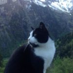 Cat Hero Helped Lost Man