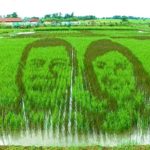 Rice paddy art