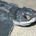 wildlife population is declining.