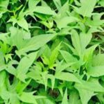 Sweet Potato Leaves