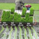 Mechanized Rice Farmer