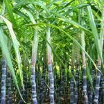 sugarcane plantation