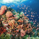 DENR Discovers 70 Hectares Of Undisturbed Coral Reefs In Guimaras
